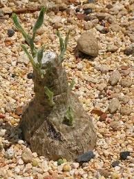 Image result for Cibirhiza