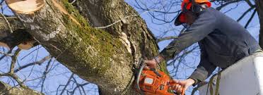 Certified arborists are trained specifically in tree care. Action Tree Care 897 Fellowship Rd Santa Barbara Ca 93109 Yp Com