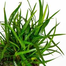 Image result for Eriocaulon schimperi