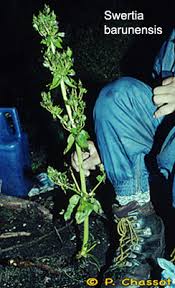 Image result for Swertia eminii