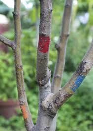 Check spelling or type a new query. Grafting Joins Strong Root Sweet Fruit A How To From Dan Gill Home Garden Nola Com