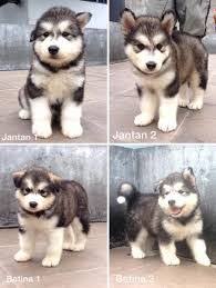 The alaskan malamute is a powerfully built dog of nordic breed type, developed to haul heavy loads rather than race. Apik Apik5820 Profil Pinterest