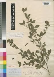 Image result for Mostuea brunonis