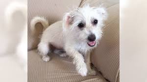 Schau dir angebote von ‪puppy puppies‬ auf ebay an. West Highland White Terrier Near Me Online Shopping