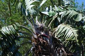 Image result for Strelitzia caudata