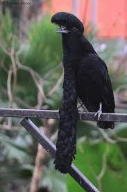 Black Birds You Can Have As Pets Crested And Bearded Black Bird Pet Birds Birds Animals