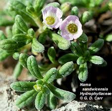 Image result for Hydrophyllaceae