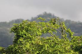 Tüm odalarda telefon ve düz ekran kablo tv, banyolarda ise ücretsiz banyo malzemeleri mevcuttur. 30 De Mayo Dia Del Arbol En Honduras Sitio Oficial Cocesna