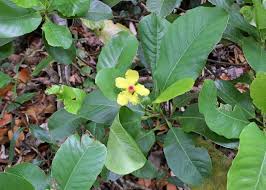 Image result for Dilleniaceae