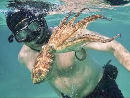 This is only the fourth time in history that the academy awards were postponed. Oscars 2021 How To Watch Doc Winner My Octopus Teacher Los Angeles Times