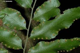 Image result for Eulophia tenella