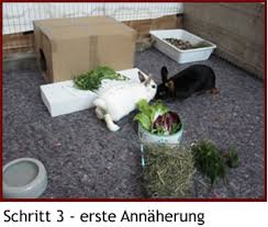 Ab was fürn alter sieht man beim hasen sofort die hoden? Vergesellschaftung Kaninchenhilfe Deutschland E V Aktiv Fur Kaninchen