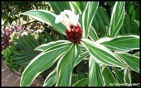 Cheilocostus Speciosus Or Crepe Ginger Plants Ginger Plant Edible Garden