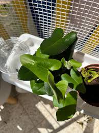 Image result for Acrostichum aureum