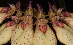 Image result for Bulbophyllum stolzii