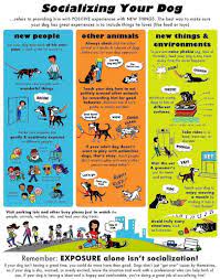 When formal training is started at 7 to 8 weeks of age, use methods that rely on positive reinforcement and gentle teaching. Puppy Socialization What Why And How