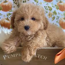 It's also free to list your available puppies and litters on our site. Maltipoo Puppies And More Posts Facebook