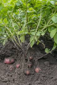 Image result for Solanum tuberosum