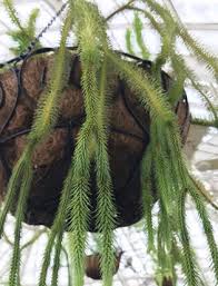 Image result for Huperzia