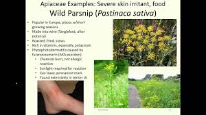 Image result for Apiaceae