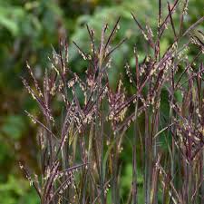 Image result for Andropogon africanus