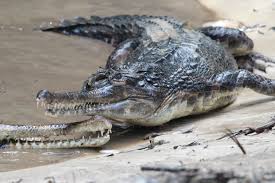 Sarang buaya pasir gudang şarkı ve turkcemuzik.co üzerinde popüler şarkı dinle. Wan Nor Fitri Wildlife Reproduction