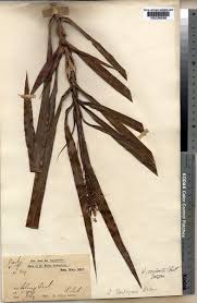 Image result for Dracaenaceae