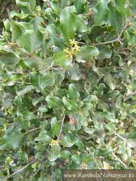 Image result for Euclea