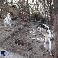 Cerchi un cane in vendita o in regalo? Operazione Spartacus Per Liberare Dalla Schiavitu I Cani Da Caccia Il Richiamo Della Foresta Blog Repubblica It