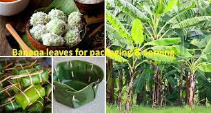 Get info of suppliers, manufacturers, exporters, traders of banana leaf plate for buying in india. Banana Leaves For Food Packaging Healthylife Werindia