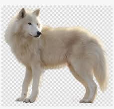 Choose from hundreds of free wolf pictures. Download White Wolf Png Clipart Arctic Wolf Clip Art Clip Art 900x820 Png Download Pngkit