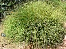 Hollandbulbfarms.com has been visited by 10k+ users in the past month Ornamental Grass Wikipedia