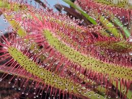 Image result for Drosera