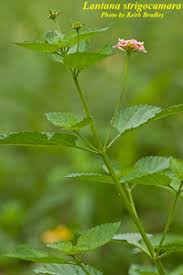 Image result for Lantana tiliifolia