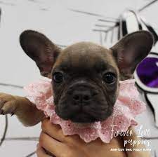 Live Love Bark 954puppies Com Affordable Financing Available Florida S Largest Puppy Store Op Puppy Store Puppies French Bulldog Puppies
