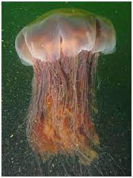 Les articles du journal et toute l'actualité en continu : Photo La Meduse A Criniere De Lion La Plus Grande Meduse Du Monde