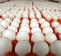 Detailed translations for dåligt rykte from swedish to english. Ar Det Farligt Att Ata Agg