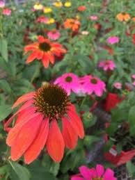 Flowering bushes are one of my favorite things about my garden because they add beauty to an area without needing too much maintenance. Denver Colorado Fall Gardening Tips