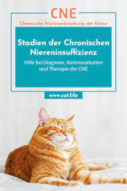 Das runde muss ins scheckige. Stadien Der Chronischen Niereninsuffizenz Bei Katzen Katzenkrankheiten Katzen Niereninsuffizienz