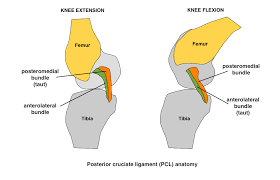 The injury dashboards are a product of tableau magic! Non Operative Treatment Of Pcl Injury Physiopedia