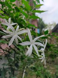Image result for Jasminum multipartitum
