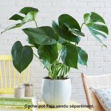 Philodendron H 80cm Autres Marques Jardinerie Truffaut Philodendron Jardinerie Truffaut Jardinerie