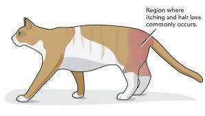 This is how i treat dd on a. Flea Allergy Dermatitis In Cats Vca Animal Hospital
