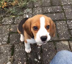 I Love Beagle Puppies Kopek Turleri Beagle Yavru Kopek