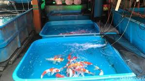 Ada beberapa penyebab ikan mati, khususnya di akuarium yang baru disetup. Listrik Padam Berjam Jam Pedagang Ikan Hias Di Menteng Menjerit