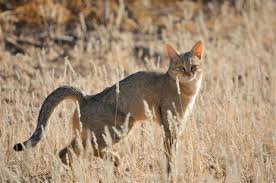 The african game animals list includes the big 5 dangerous game animals, crocodile and. An Exhaustive List Of African Animals With Some Stunning Photos Animal Sake