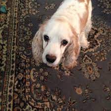 52 reviews of holistic pet care dr. Holistic Pet Care 84 Photos 52 Reviews Veterinarians 125 Paterson Ave Little Falls Nj Phone Number