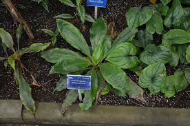 Image result for Palisota