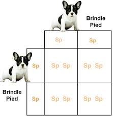 rare bulldogs masters of color exhaustive french bulldog dna