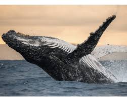 Then i realised, oh my god, i'm in a whale's mouth. Fototapete Vlies Humpback Whale 350 X 260 Cm Bei Hornbach Kaufen